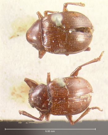Media type: image; Entomology 9814   Aspect: habitus dorsal view